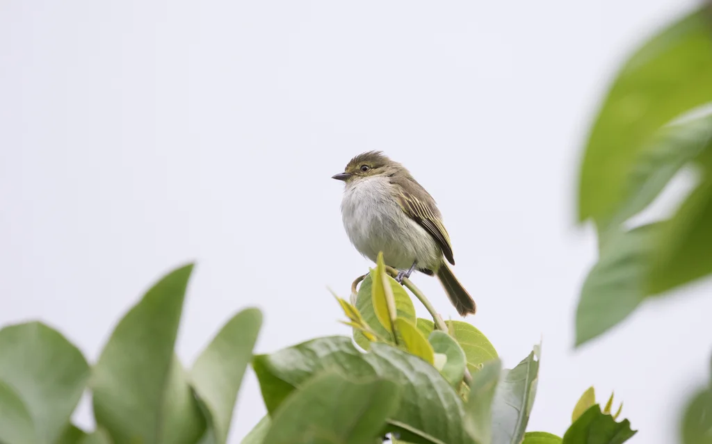 灰喉金脸小霸鹟(Zimmerius albigularis)
