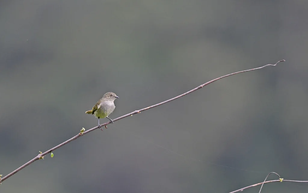 玻利维亚小霸鹟(Zimmerius bolivianus)