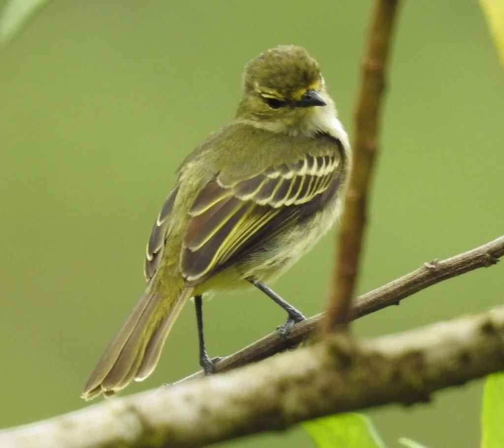金脸小霸鹟(Zimmerius chrysops)