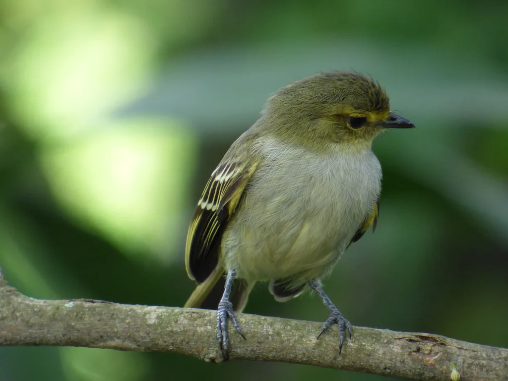 金脸小霸鹟(Zimmerius chrysops)
