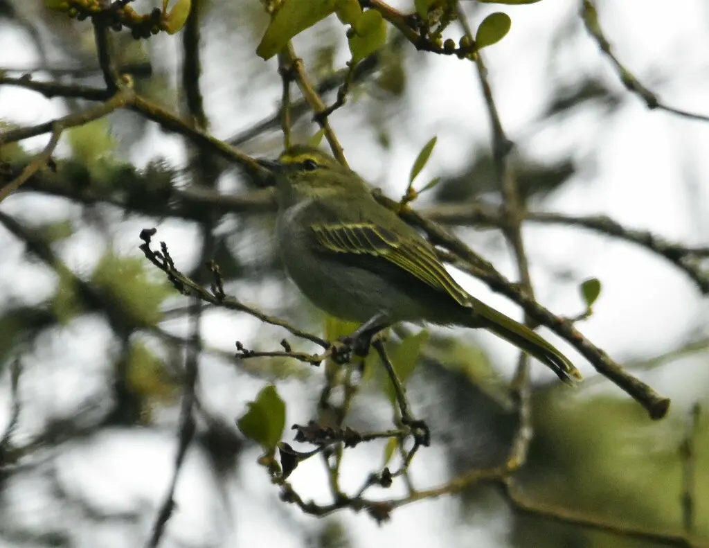金脸小霸鹟(Zimmerius chrysops)