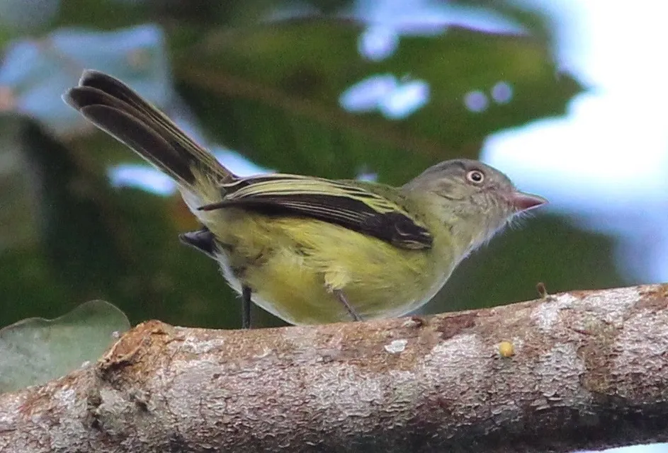 红嘴小霸鹟(Zimmerius cinereicapilla)