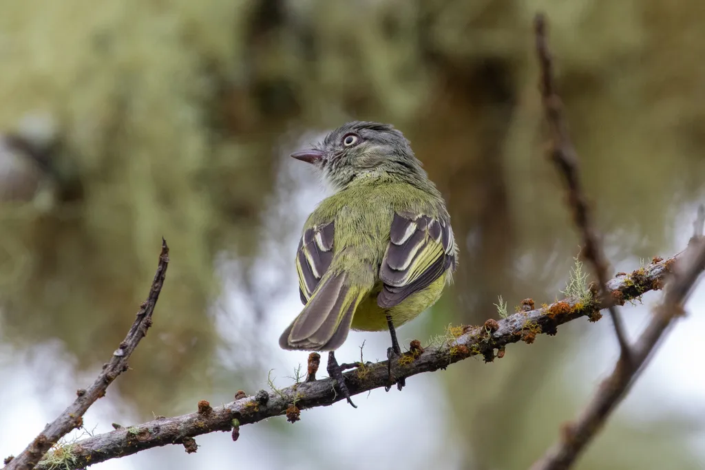 红嘴小霸鹟(Zimmerius cinereicapilla)