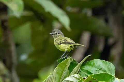细脚小霸鹟
