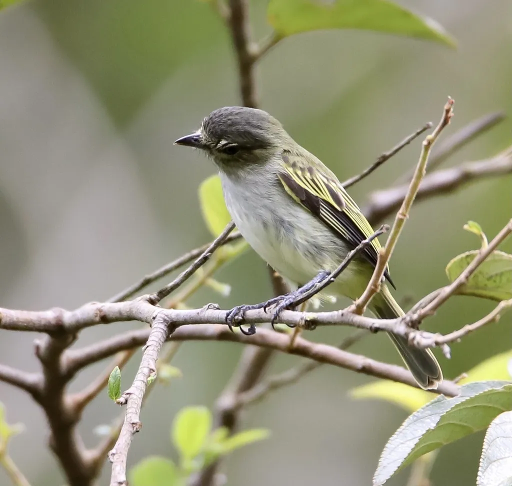 槲小霸鹟(Zimmerius parvus)