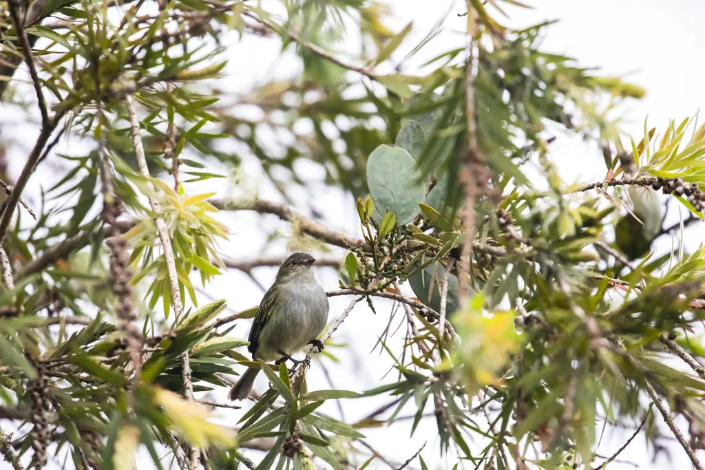 槲小霸鹟(Zimmerius parvus)