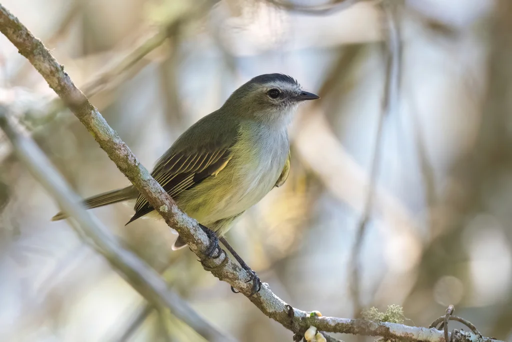 稚小霸鹟(Zimmerius vilissimus)