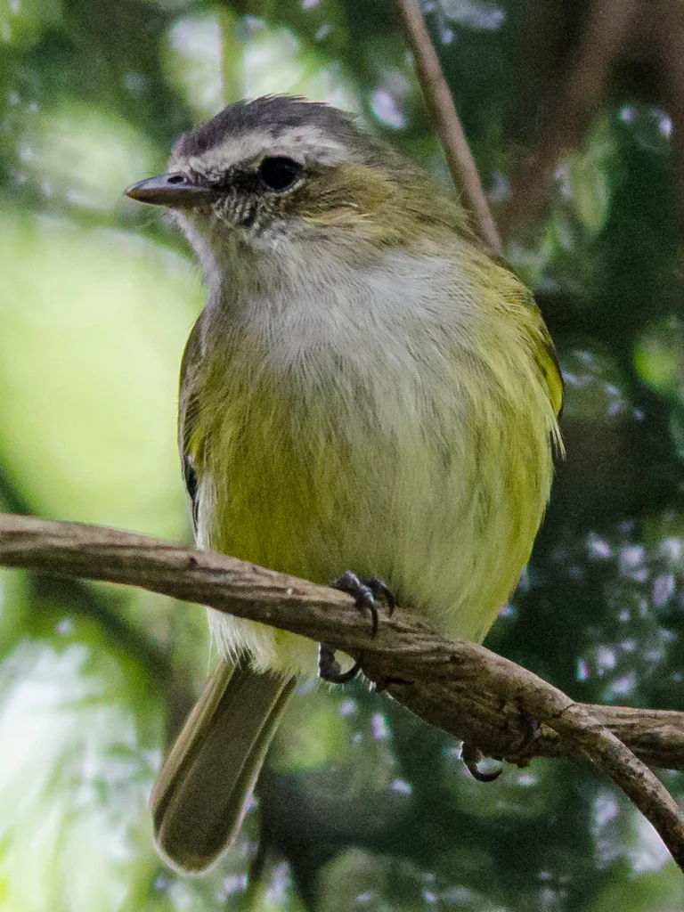 稚小霸鹟(Zimmerius vilissimus)