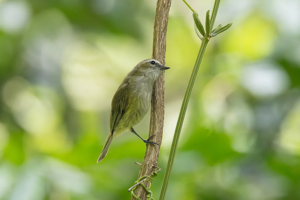 稚小霸鹟(Zimmerius vilissimus)