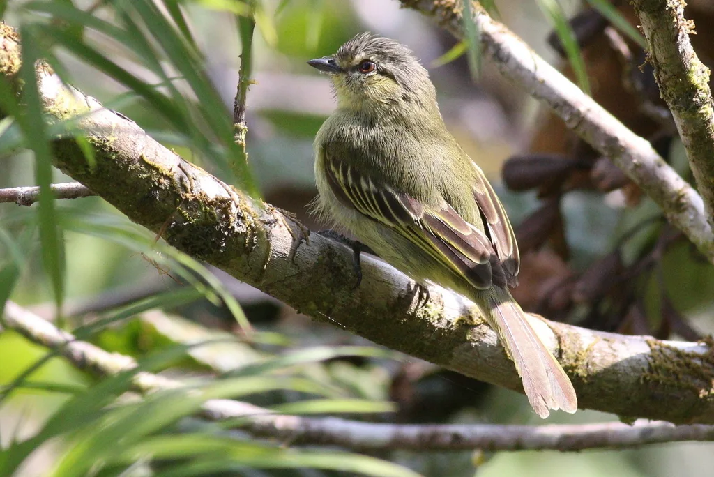 秘鲁小霸鹟(Zimmerius viridiflavus)