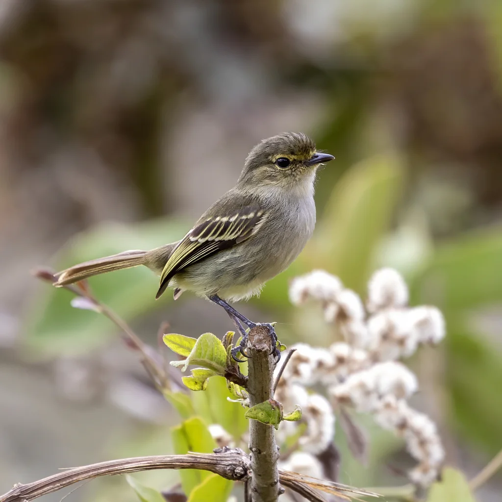 秘鲁小霸鹟(Zimmerius viridiflavus)