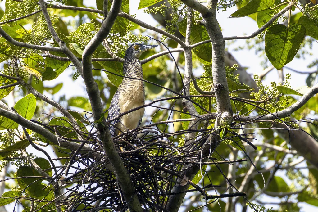 林鳽(Zonerodius heliosylus)