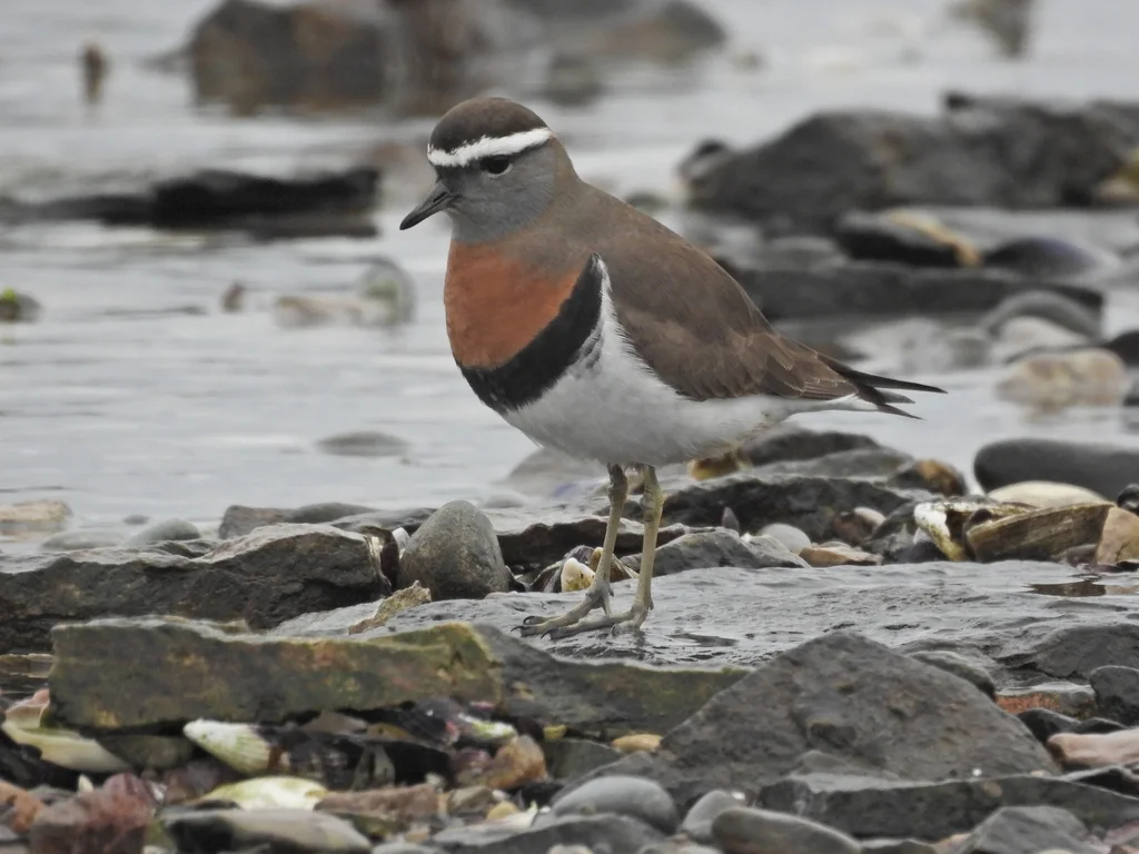棕胸鸻(Zonibyx modestus)