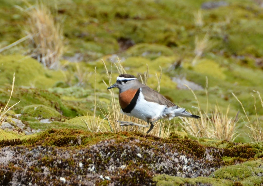 棕胸鸻(Zonibyx modestus)