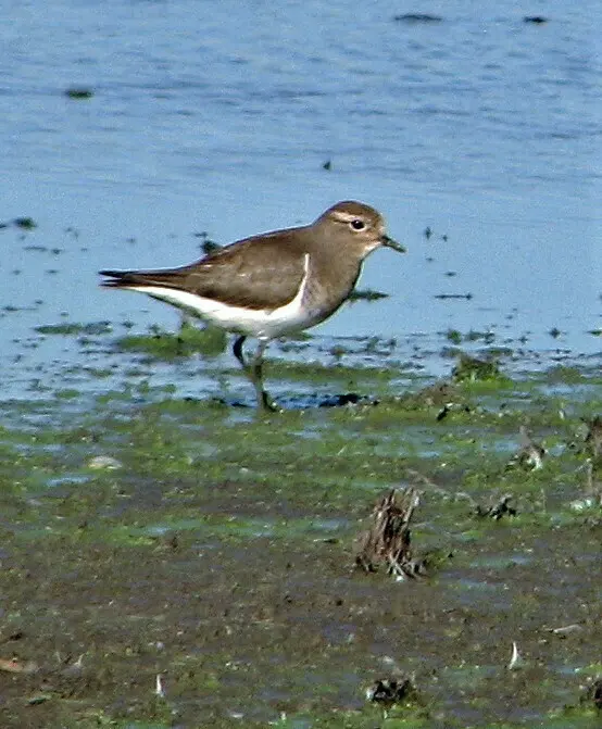 棕胸鸻(Zonibyx modestus)