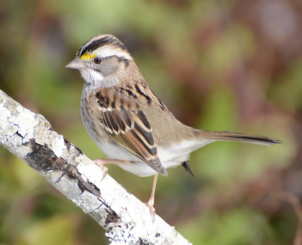 白喉带鹀（Zonotrichia albicollis）