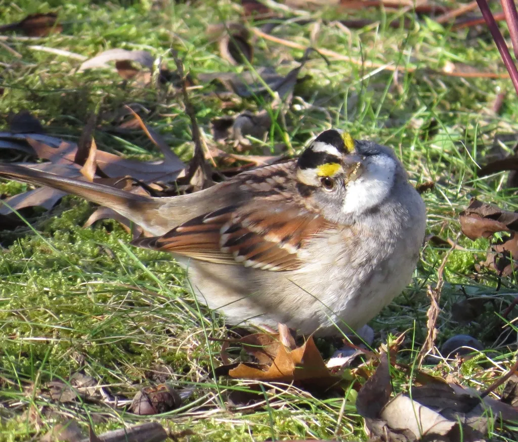 白喉带鹀（Zonotrichia albicollis）