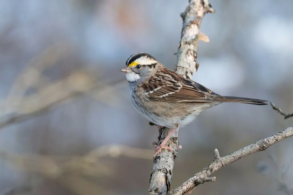 白喉带鹀（Zonotrichia albicollis）