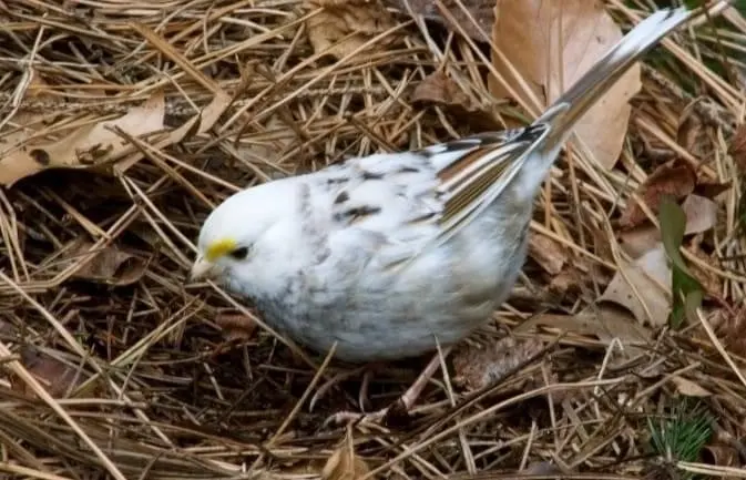 白喉带鹀（Zonotrichia albicollis）