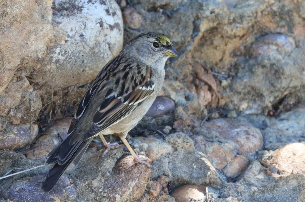 金冠带鹀(Zonotrichia atricapilla)