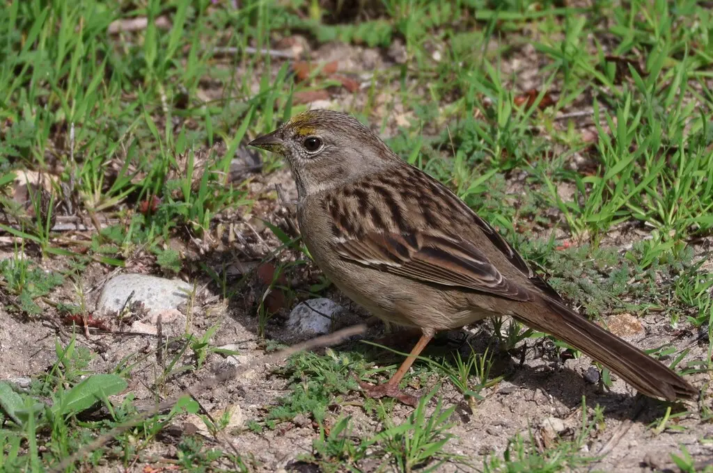 金冠带鹀(Zonotrichia atricapilla)