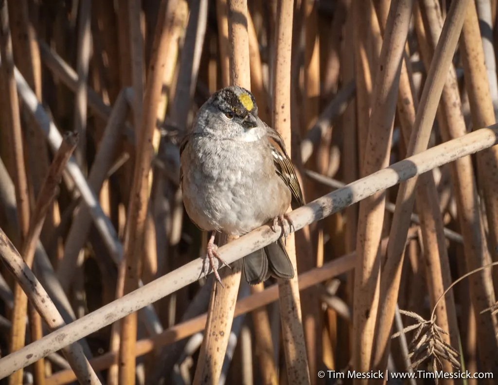 金冠带鹀(Zonotrichia atricapilla)