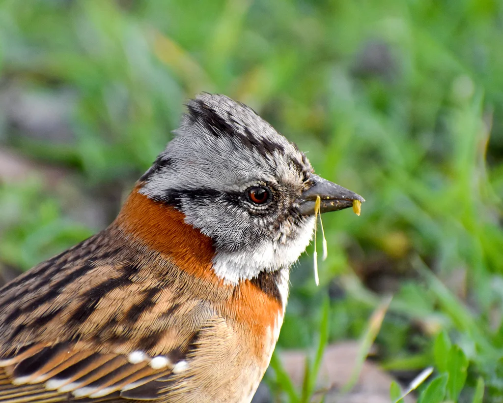 红领带鹀(Zonotrichia capensis)
