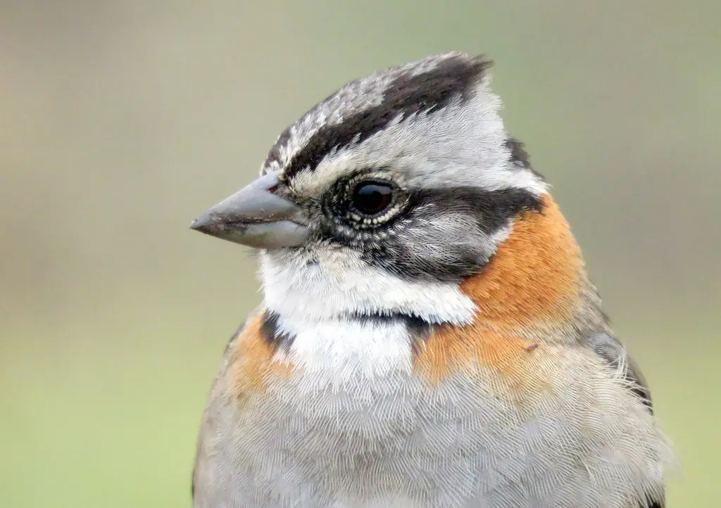 红领带鹀(Zonotrichia capensis)