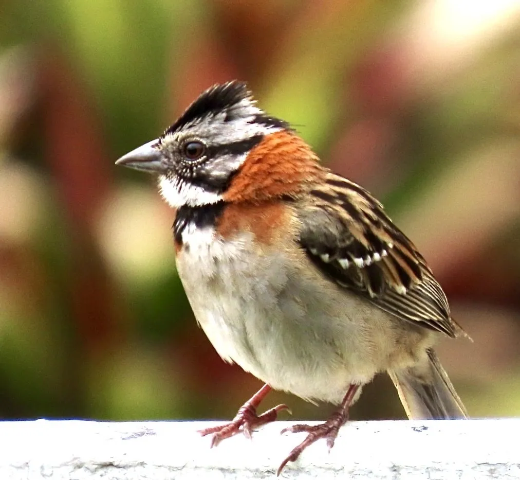 红领带鹀(Zonotrichia capensis)