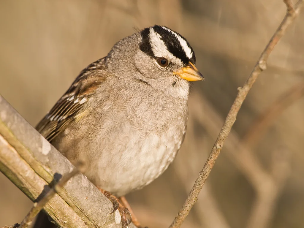 白冠带鹀(Zonotrichia leucophrys)