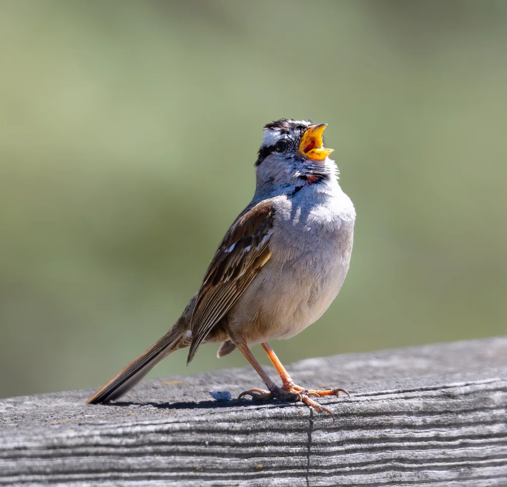 白冠带鹀(Zonotrichia leucophrys)