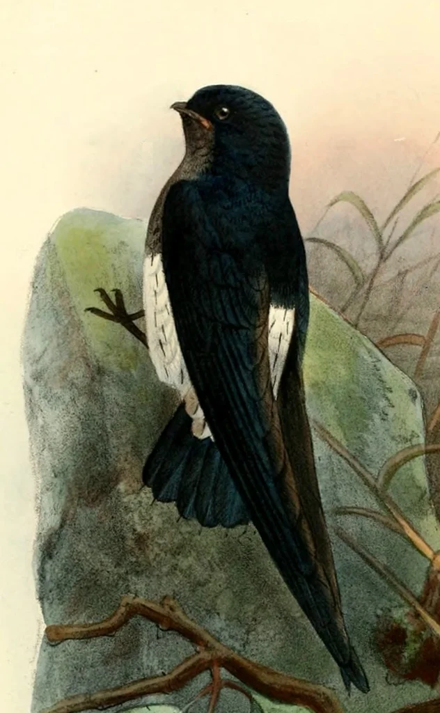 圣多美针尾雨燕(Zoonavena thomensis)