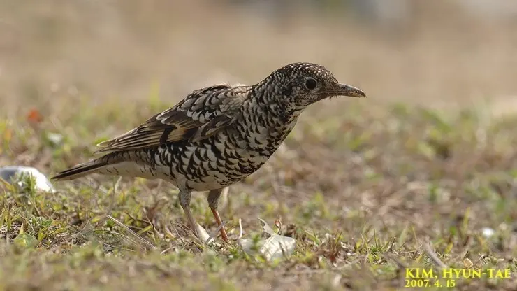 虎斑地鸫(Zoothera aurea)