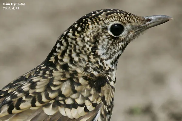 虎斑地鸫(Zoothera aurea)