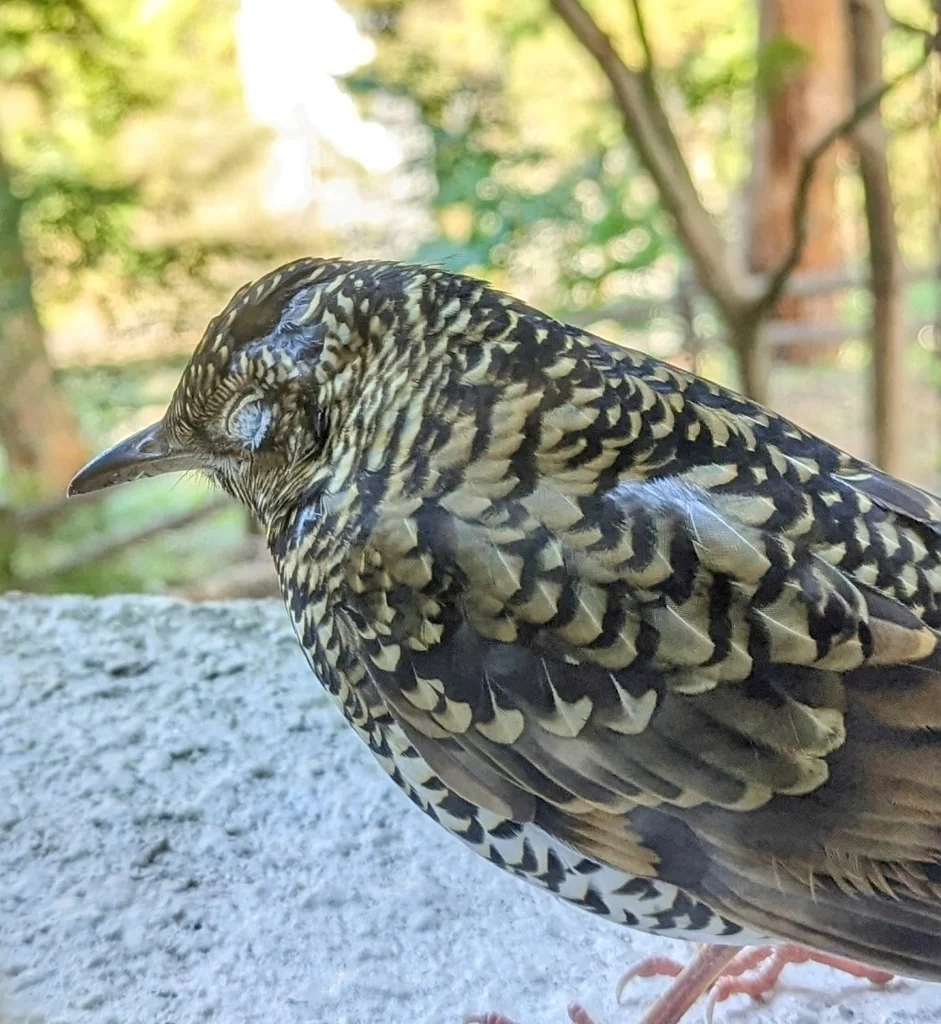 虎斑地鸫(Zoothera aurea)
