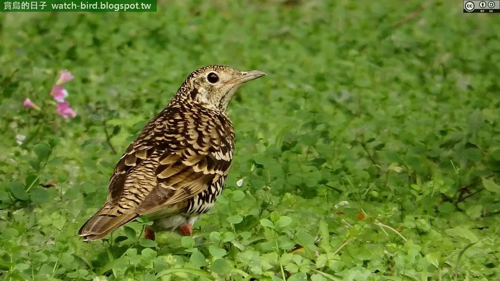 虎斑地鸫(Zoothera aurea)