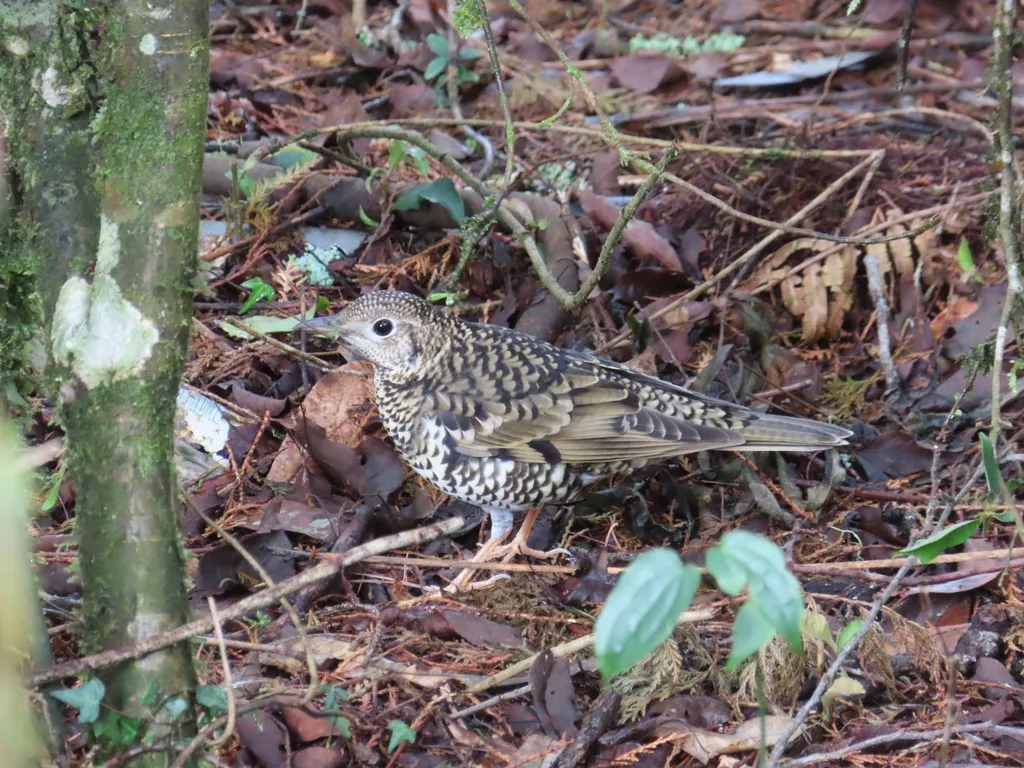 虎斑地鸫(Zoothera aurea)
