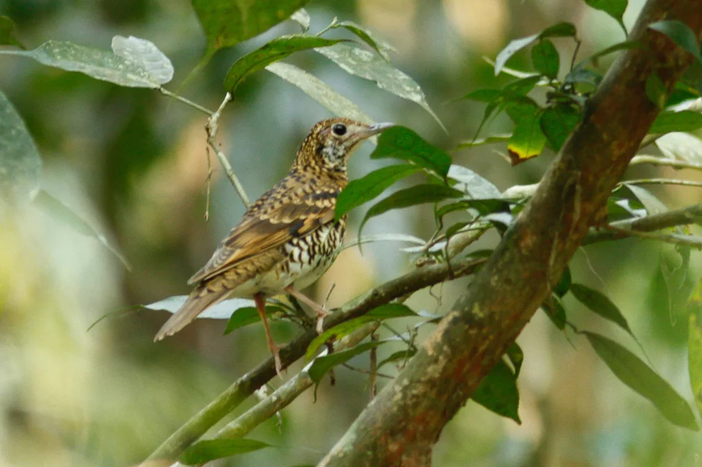 虎斑地鸫(Zoothera aurea)