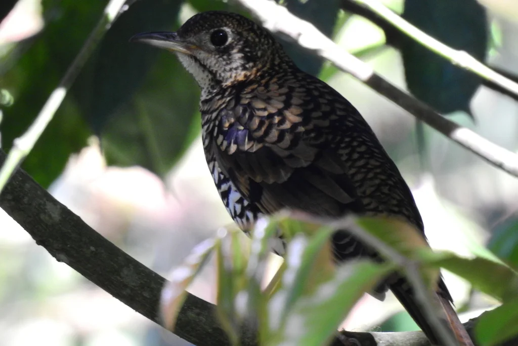 小虎斑地鸫（Zoothera dauma）