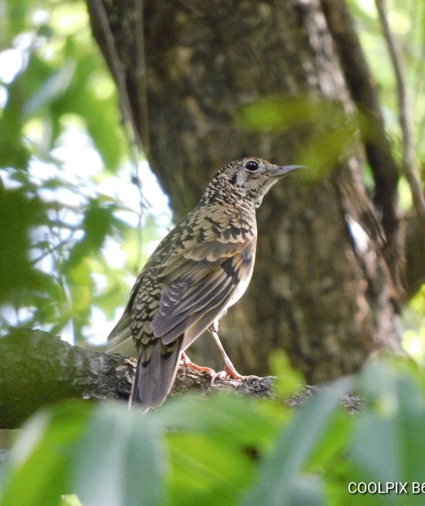 小虎斑地鸫（Zoothera dauma）
