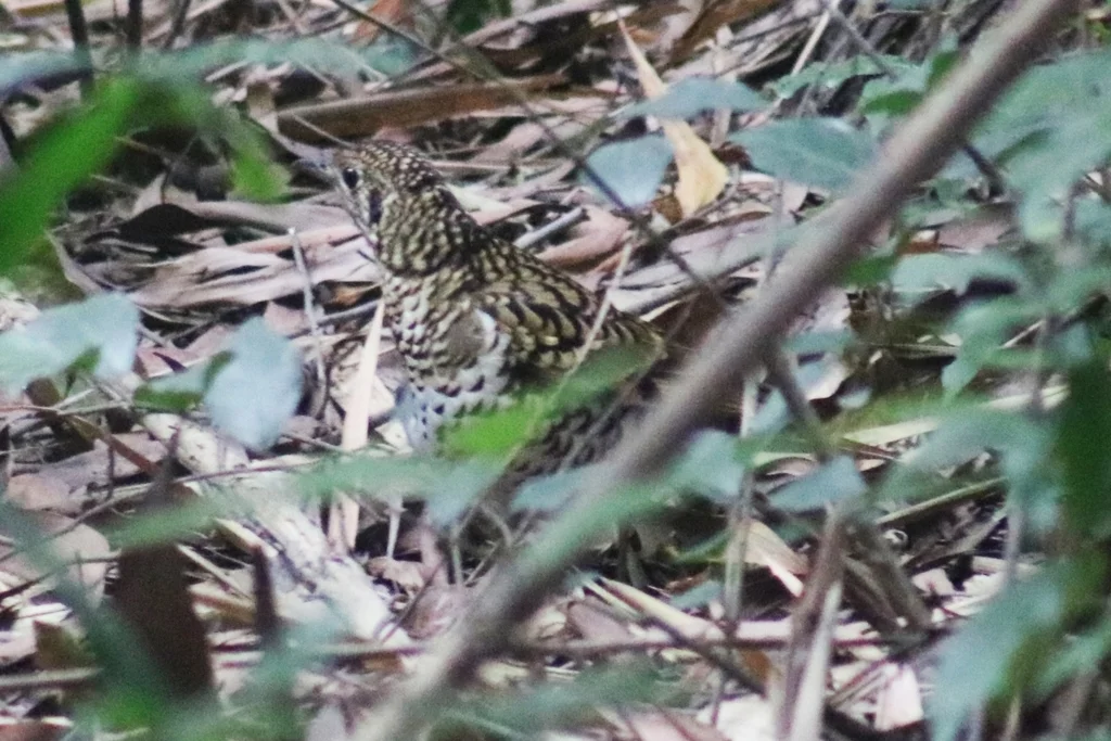 小虎斑地鸫（Zoothera dauma）
