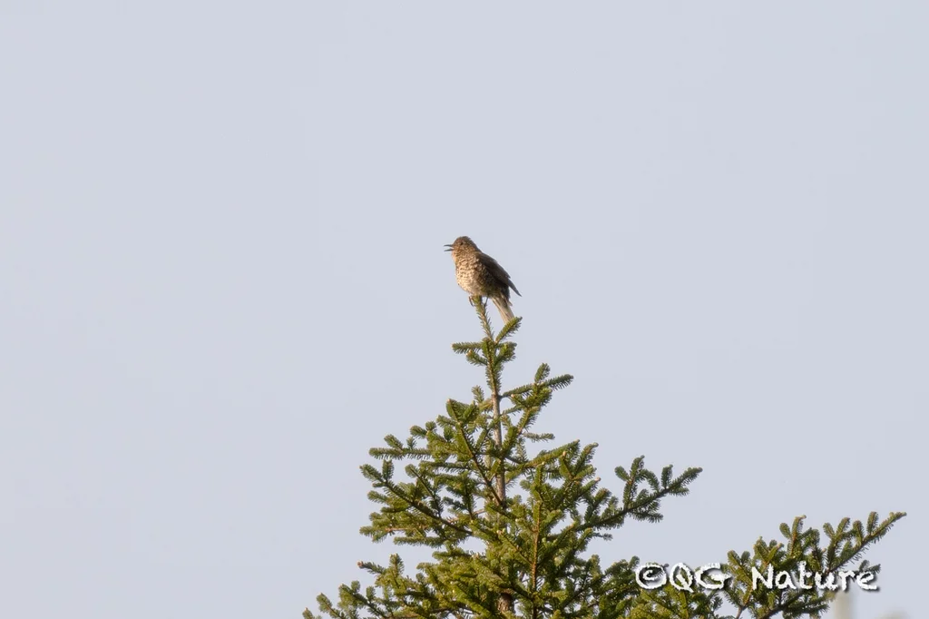 四川淡背地鸫（Zoothera griseiceps）