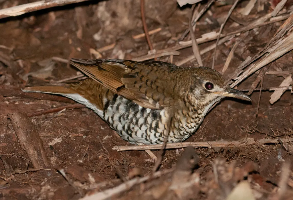 黄尾地鸫(Zoothera heinei)
