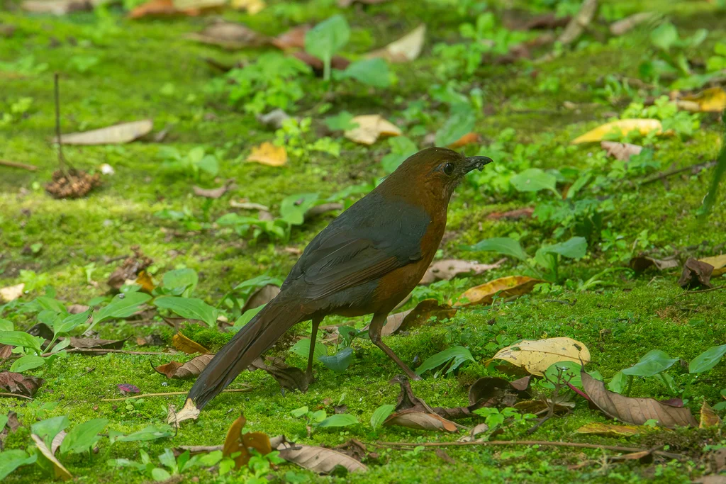 苏拉威西山鸫(Zoothera heinrichi)