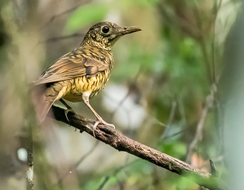 斯里兰卡地鸫(Zoothera imbricata)