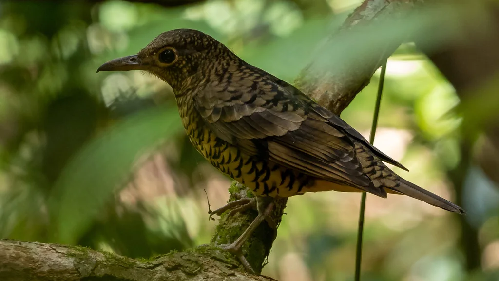 斯里兰卡地鸫(Zoothera imbricata)