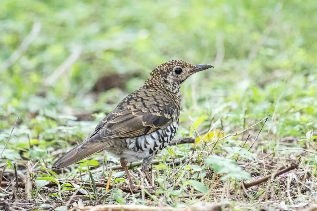 绿尾地鸫(Zoothera lunulata)