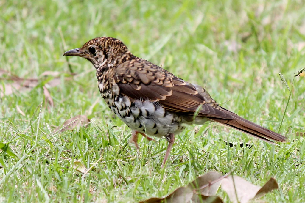 绿尾地鸫(Zoothera lunulata)
