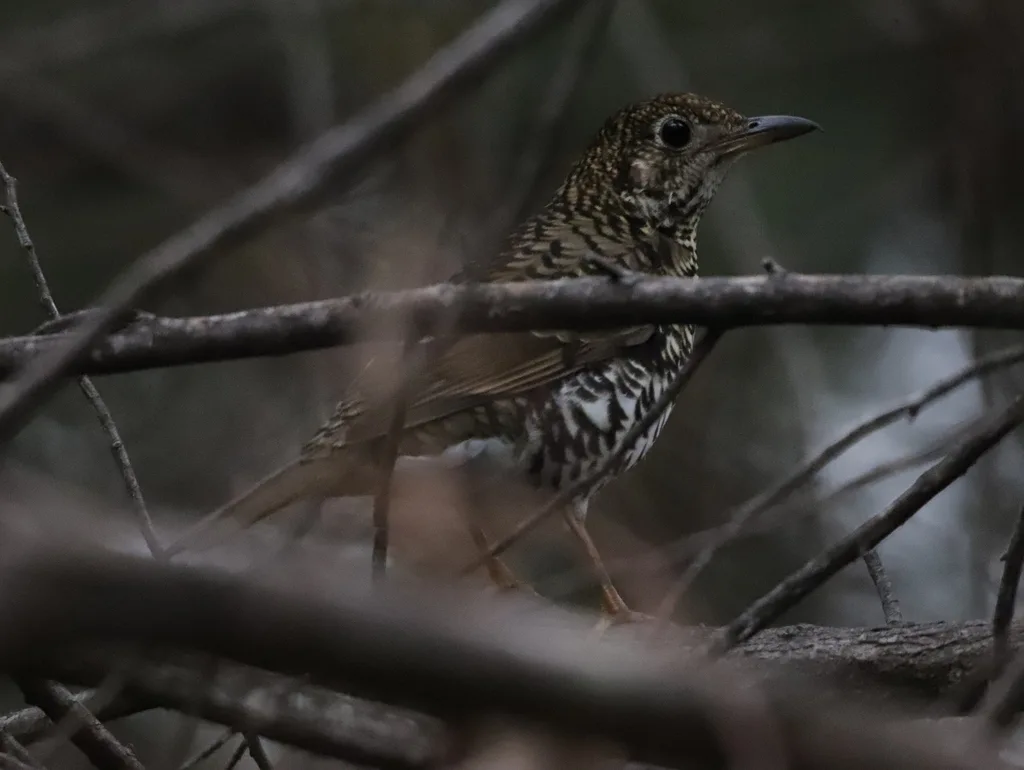 绿尾地鸫(Zoothera lunulata)