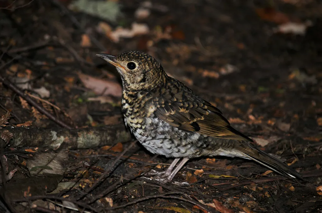绿尾地鸫(Zoothera lunulata)
